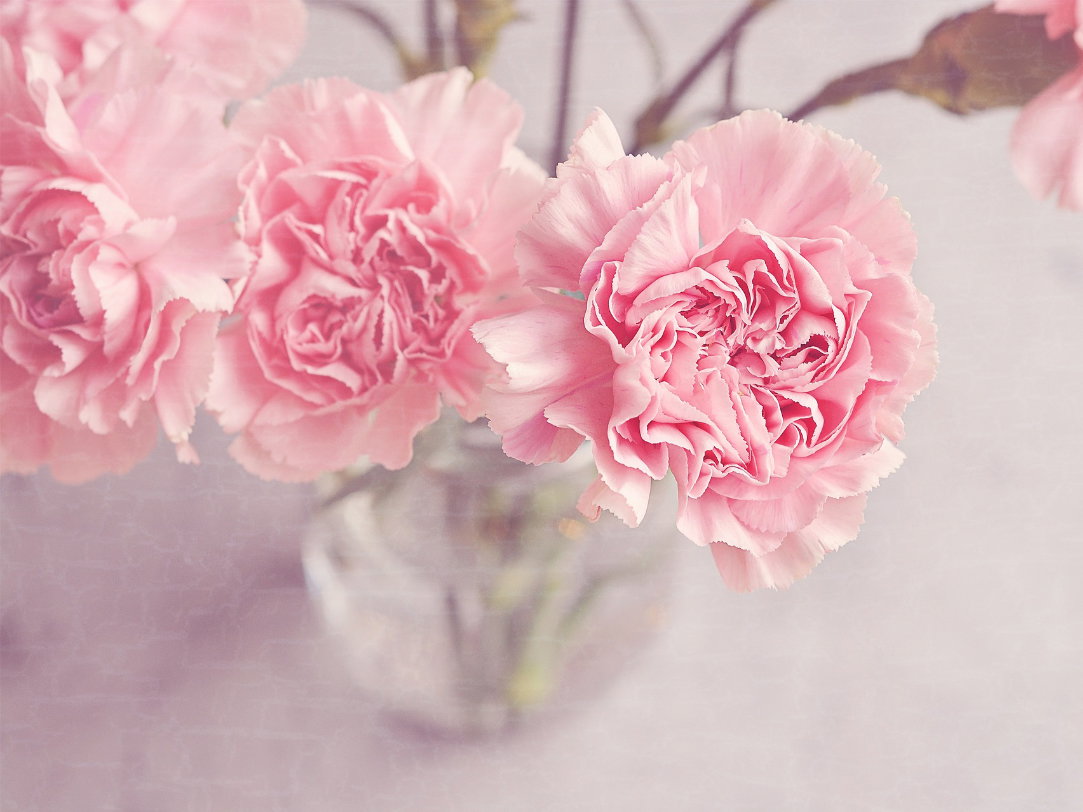 Nelken Blumen