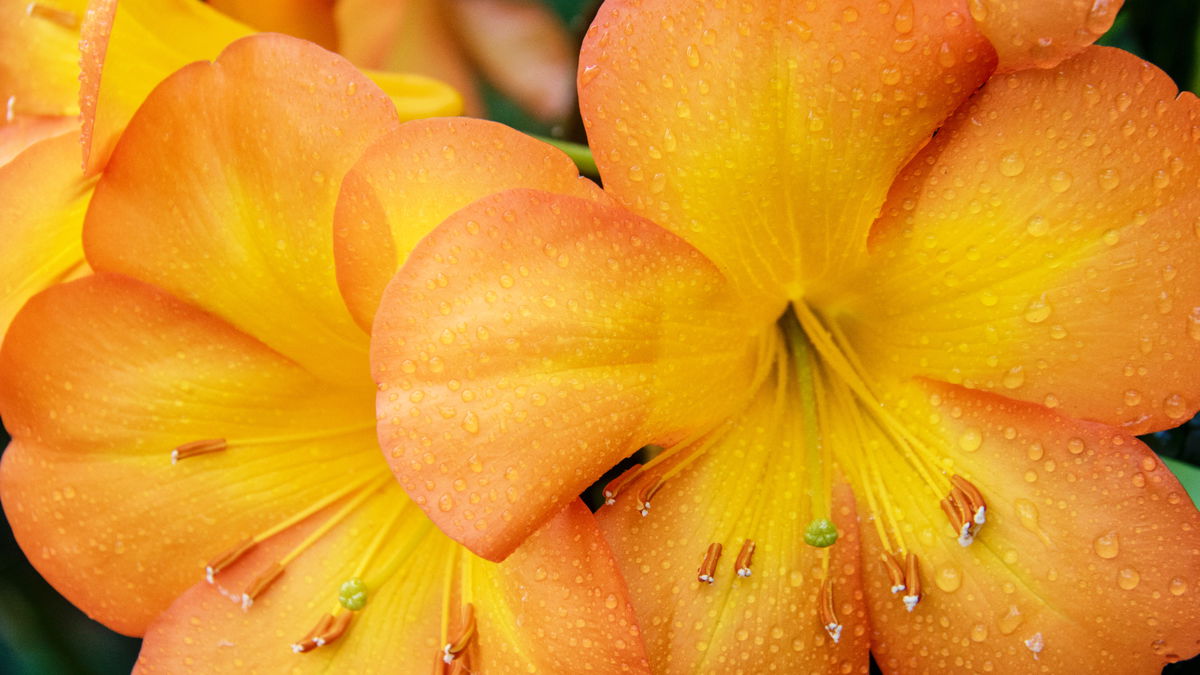 Regenfeste Pflanzen: 3 Exemplare für Balkon und Garten