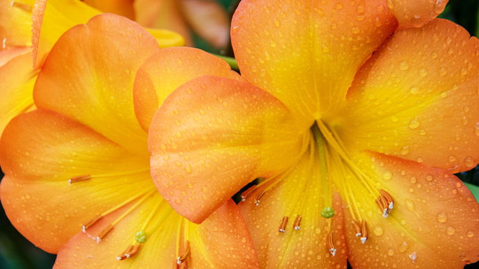 Regenfeste Pflanzen: 3 Exemplare für Balkon und Garten