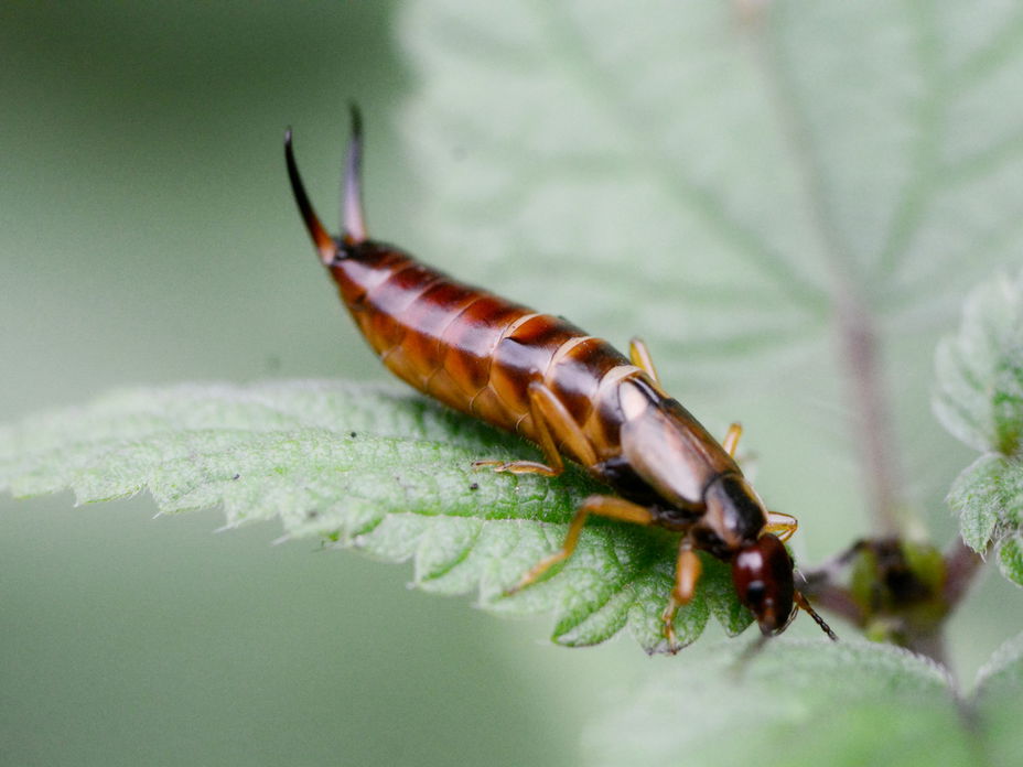 Ohrenkneifer im Garten: So nützlich sind sie wirklich!