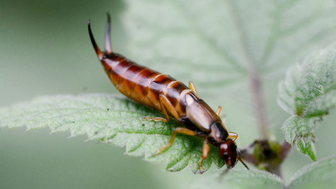 Ohrenkneifer im Garten: So nützlich sind sie wirklich!