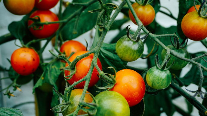 Video: Tomaten richtig pflegen – und zwar so! 