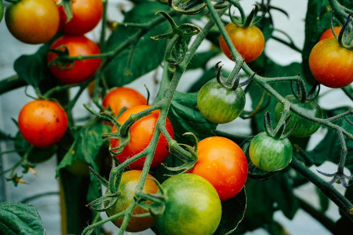 Tomatenstrauch