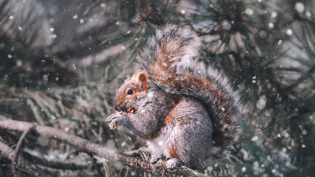 So helfen Sie den Tieren in Ihrem Garten beim Überwintern