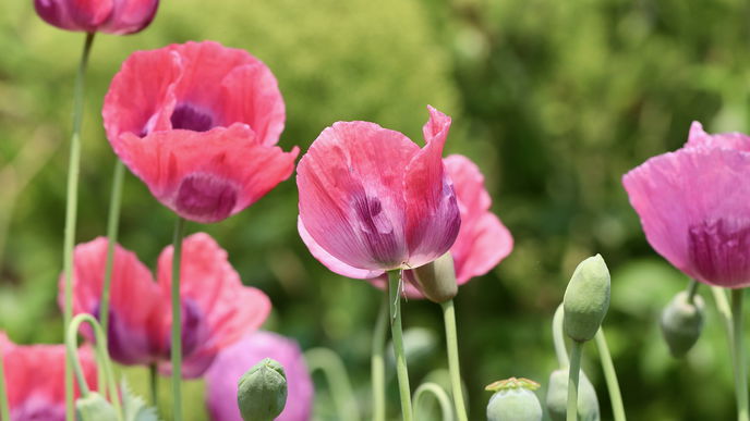 Diese Pflanze im Garten ist strafbar