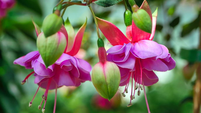 Fuchsien überwintern: So kommen die Pflanzen gut durch die kalte Saison