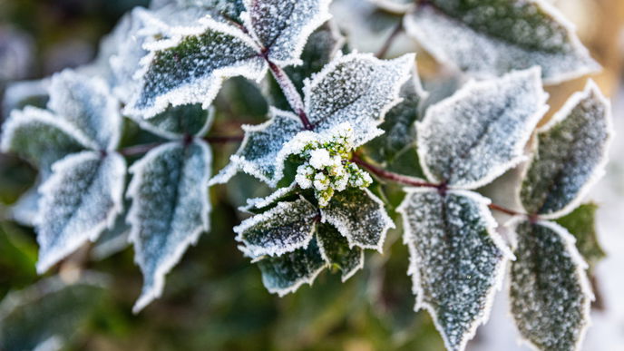 Das ist der Unterschied zwischen winterhart und winterfest