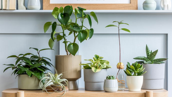 Zimmerpflanzen im Winter: 8 Tipps für die richtige Pflege