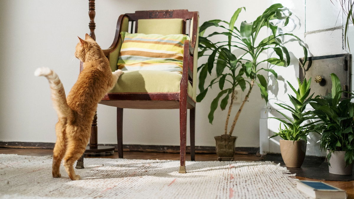 7 Pflanzen, die extrem giftig für Katzen sind
