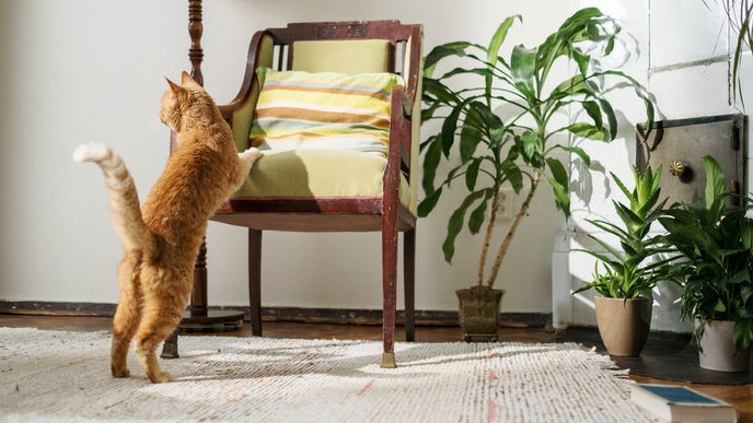 7 Pflanzen, die extrem giftig für Katzen sind