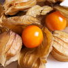 Ist Physalis gesund? 5 Gründe, die dafür sprechen