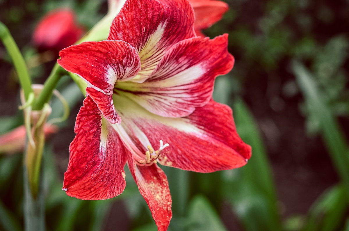 Rote Amaryllis.