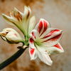 Amaryllis pflegen: So blüht sie auch zum nächsten Weihnachtsfest