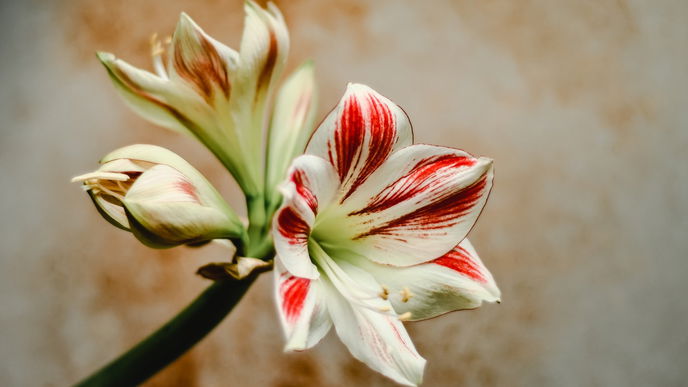 Amaryllis pflegen: So blüht sie auch zum nächsten Weihnachtsfest