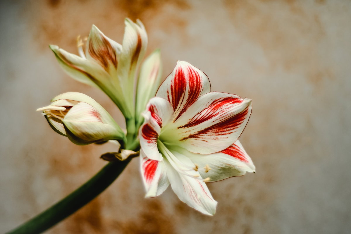 Weiße Amaryllis.