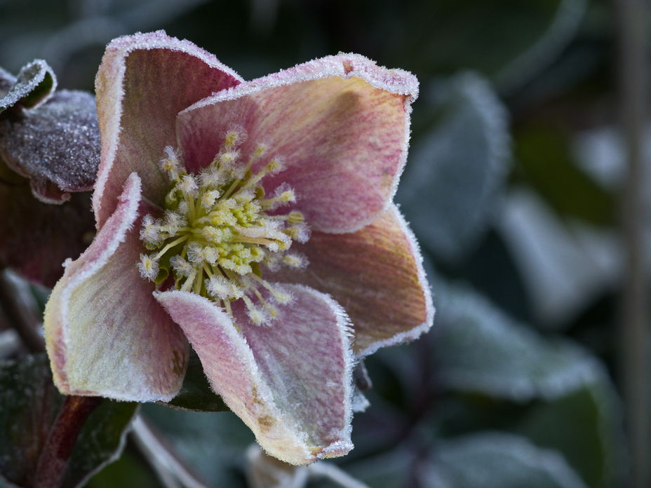 Christrose richtig pflegen: So zeigt die Blume im Winter ihre Blütenpracht