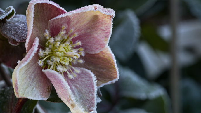 Christrose richtig pflegen: So zeigt die Blume im Winter ihre Blütenpracht
