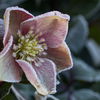 Christrose richtig pflegen: So zeigt die Blume im Winter ihre Blütenpracht