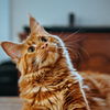 Nachtaktive Katze? Mit diesen 3 Tipps haben schlaflose Nächte ein Ende