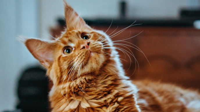 Nachtaktive Katze? Mit diesen 3 Tipps haben schlaflose Nächte ein Ende