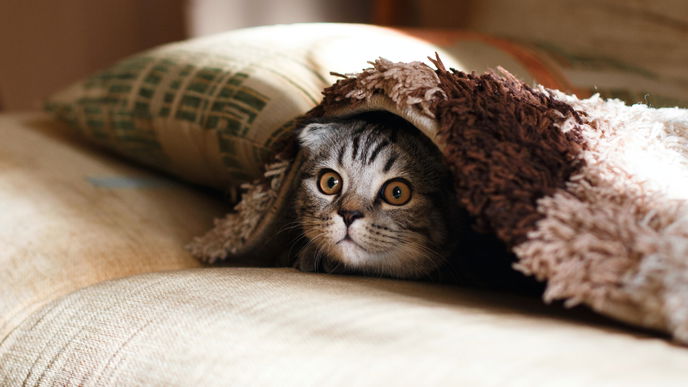 Katze schmeißt alles runter: DAS ist der wahre Grund