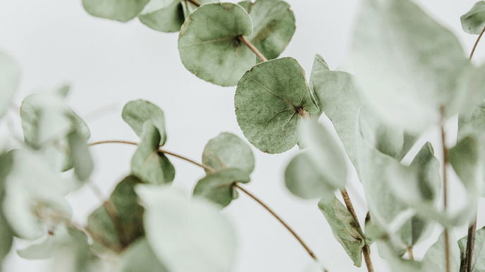 Wellness-Tipp: Darum sollten Sie mit einem Eukalyptuszweig duschen