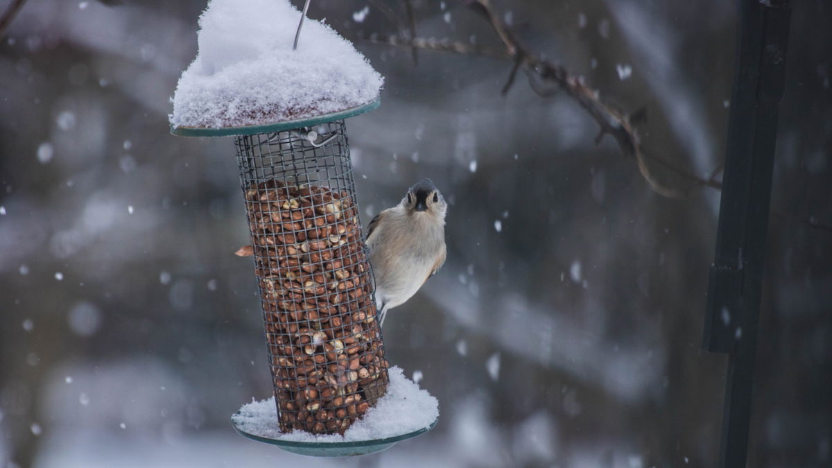 Vögel im Winter füttern: Darauf müssen Sie unbedingt achten
