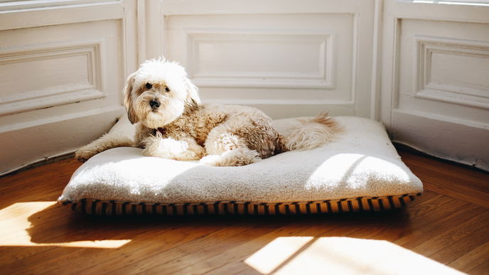 Hundebett reinigen: Die 5 besten Tipps und Tricks
