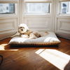 Hundebett reinigen: Die 5 besten Tipps und Tricks