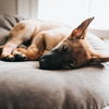 Schilddrüsenunterfunktion beim Hund: Symptome, Ursachen und Behandlungsmöglichkeiten