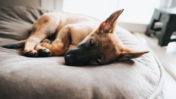 Schilddrüsenunterfunktion beim Hund: Symptome, Ursachen und Behandlungsmöglichkeiten
