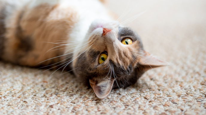 Katzenhaare entfernen: Mit diesem Trick klappt's ganz leicht