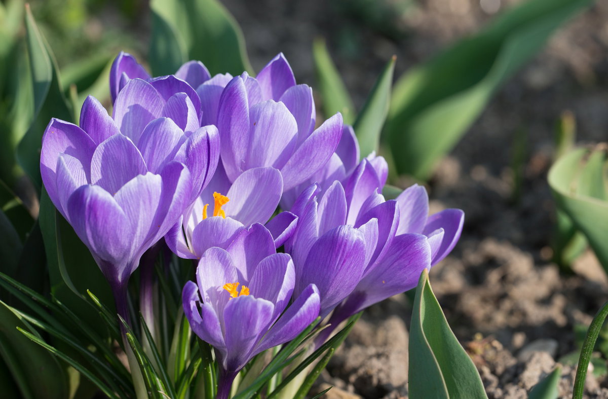 Krokusse im Frühling