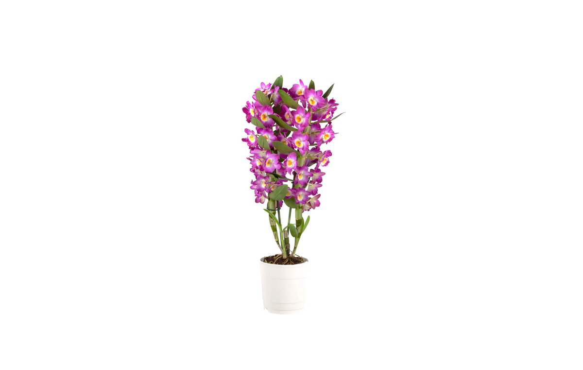 Orchidee