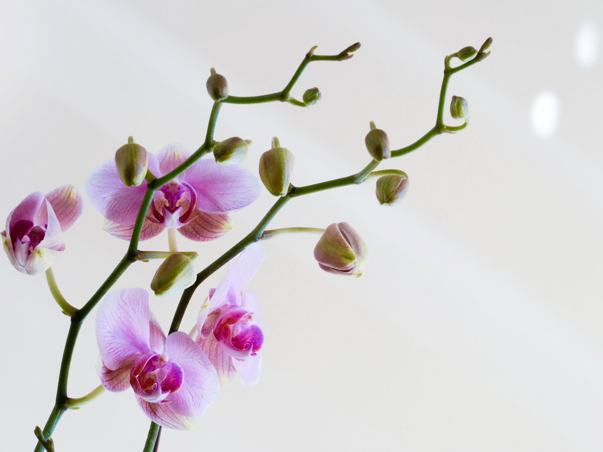 Orchideen