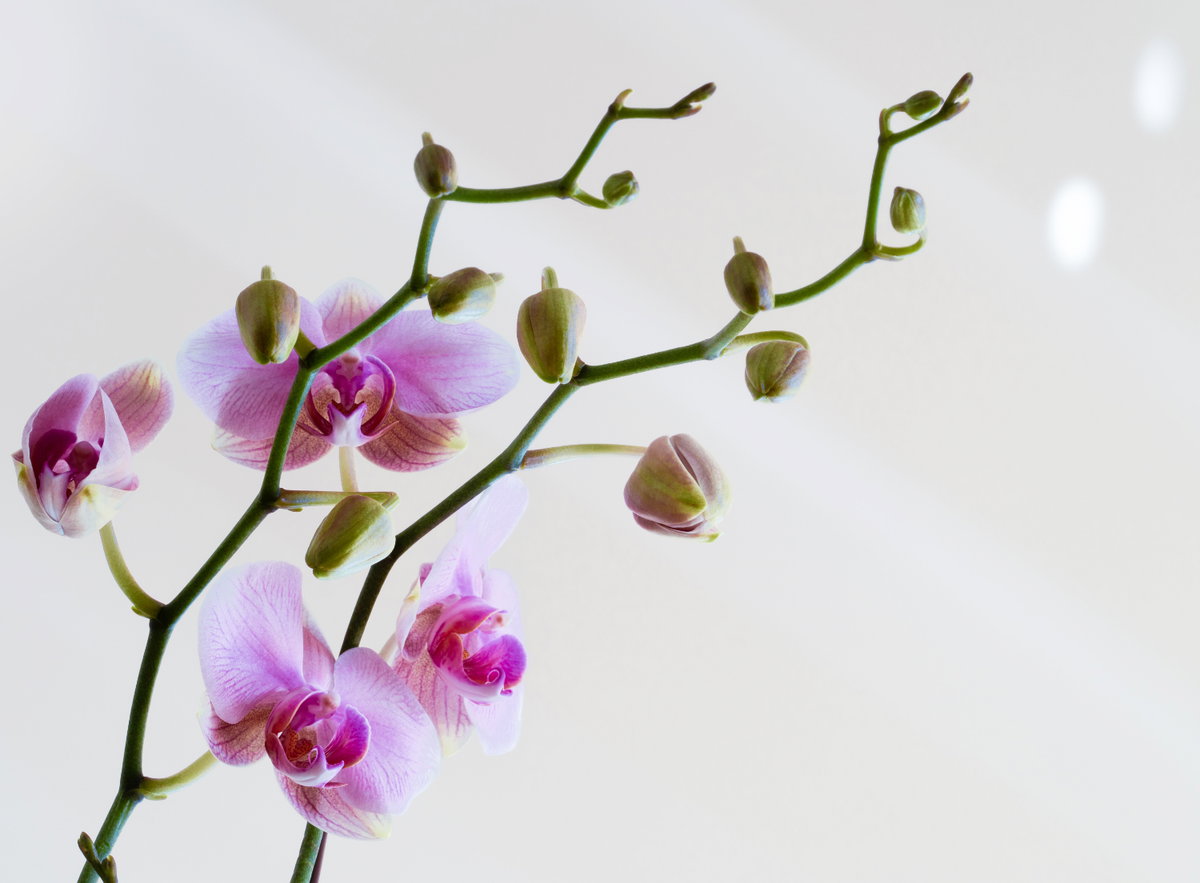 Orchideen