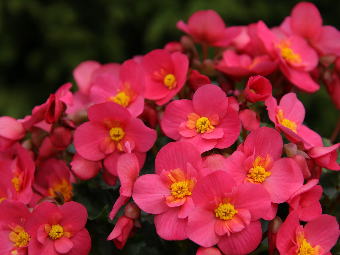 Pflegeleichte Balkonblumen - Begonien