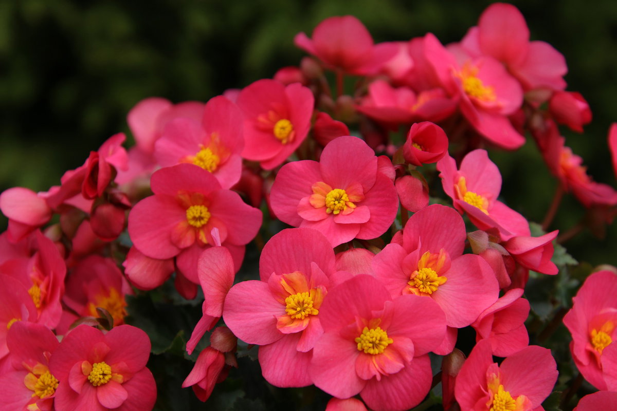 Pflegeleichte Balkonblumen - Begonien