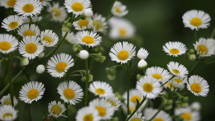 Achtung: Entfernen Sie DIESE Pflanze immer sofort aus dem Garten