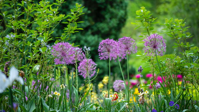 Diese 5 Pflanzen zeigen, welche Nährstoffe Ihrem Garten fehlen