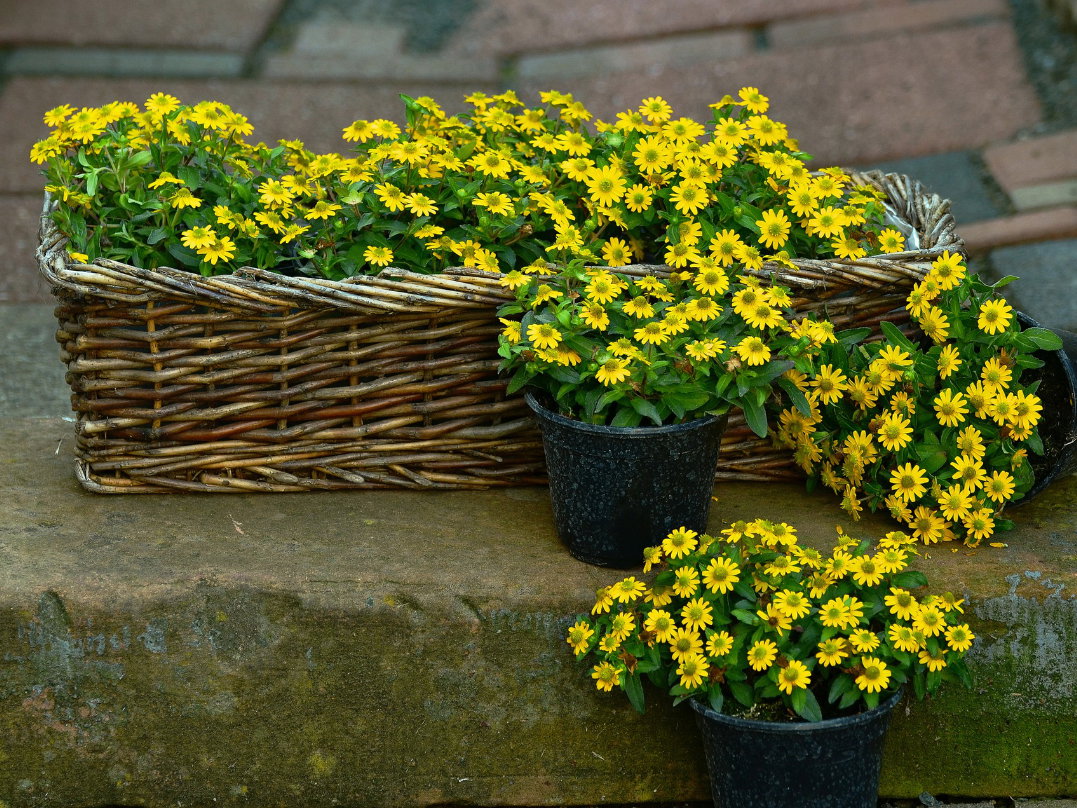 Pflegeleichte Balkonblumen - Balkonkasten mit Husarenknopf