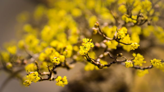 Garten im Frühling: 3 außergewöhnliche Frühblüher