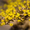 Garten im Frühling: 3 außergewöhnliche Frühblüher
