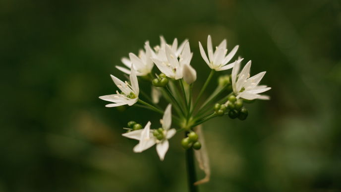 Bärlauch pflanzen: Die besten Tipps für Ihren Garten
