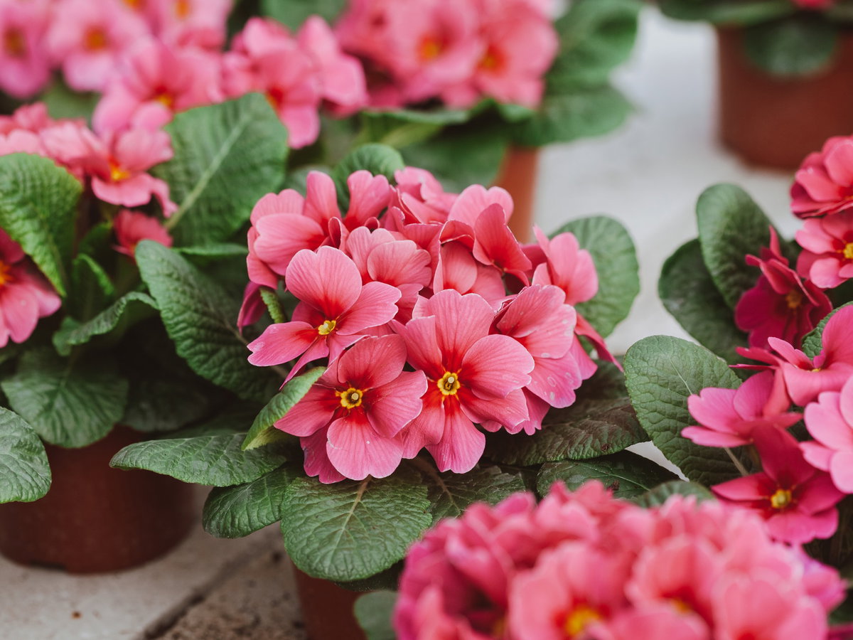 Pinke Primeln