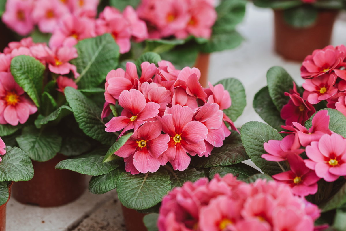 Pinke Primeln