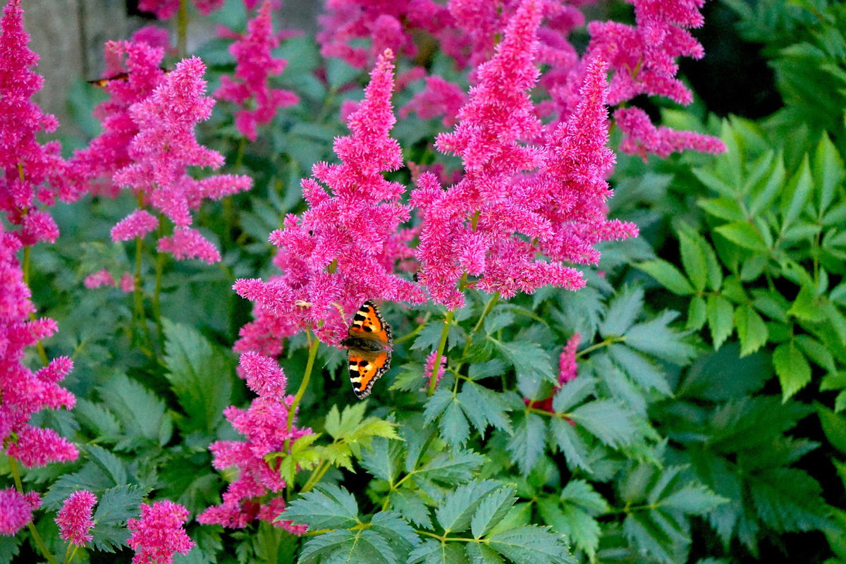 Astilbe