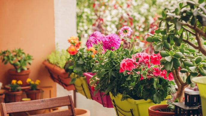 Balkon gestalten: 4 besondere Duftpflanzen