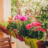 Balkon gestalten: 4 besondere Duftpflanzen