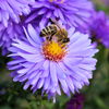 Diese Duftpflanzen mögen Bienen besonders gerne